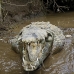 crocodile_american_tar_v_1553_cos2556.jpg